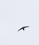White throated Swift 4268